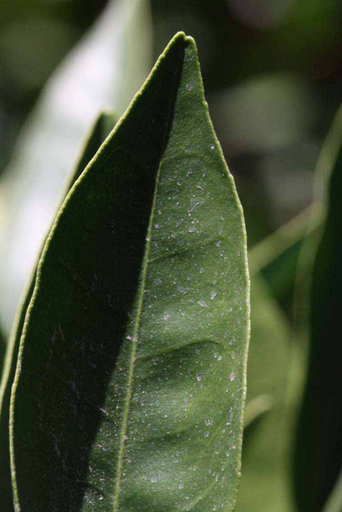              Petiole (Riverside, CA)       